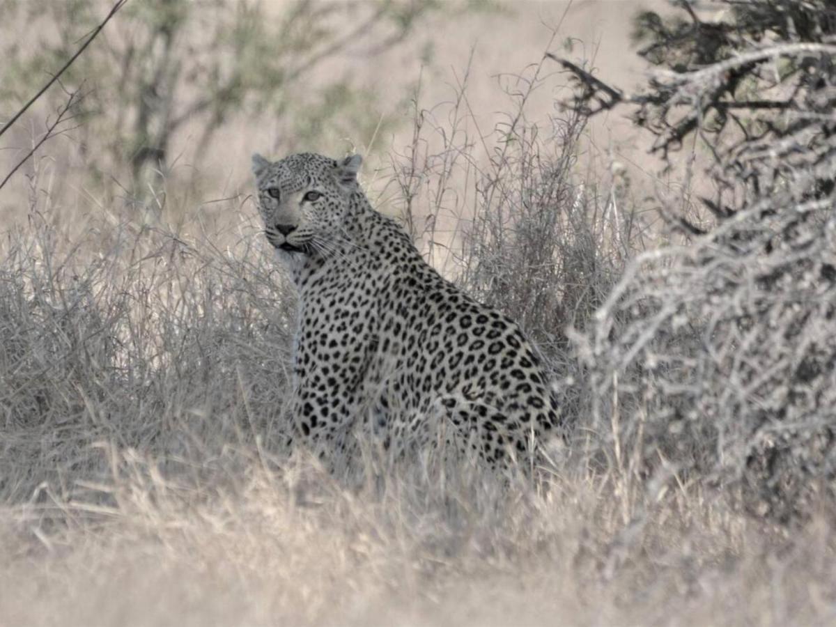 Chelesa By Kruger Nights Appartement Marloth Park Buitenkant foto